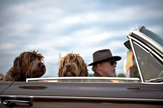 Viaggiare con cani e gatti